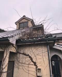 【長崎　空き家　ツタ例】写真下の地面からツタが時間をかけて這っていき枝にまで成長してしまっています。